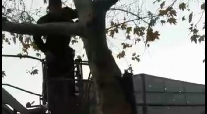Bursa’da ağaçta mahsur kalan kedi için seferber oldular