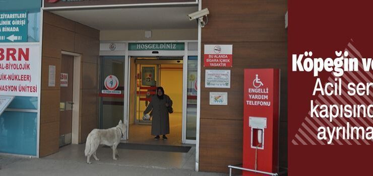 Bursa’da yaşandı…Köpeğin vefası! Acil servis kapısından ayrılmadı