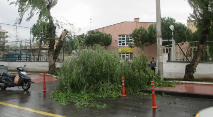 Fırtına okul girişinde ağaçları devirdi