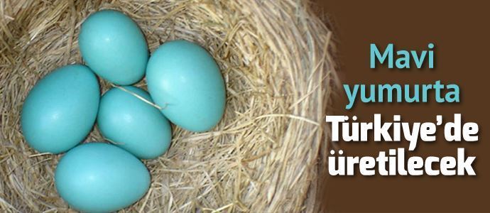 Türkiye’de mavi yumurta dönemi başlıyor