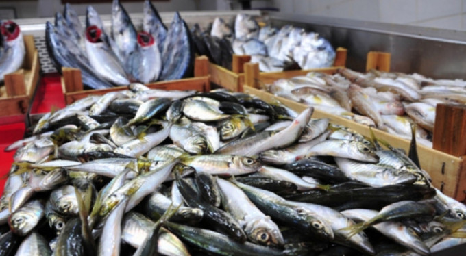 20 yılın en verimsiz sezonu: Kasım-Aralık ayında balıkçılık bitebilir