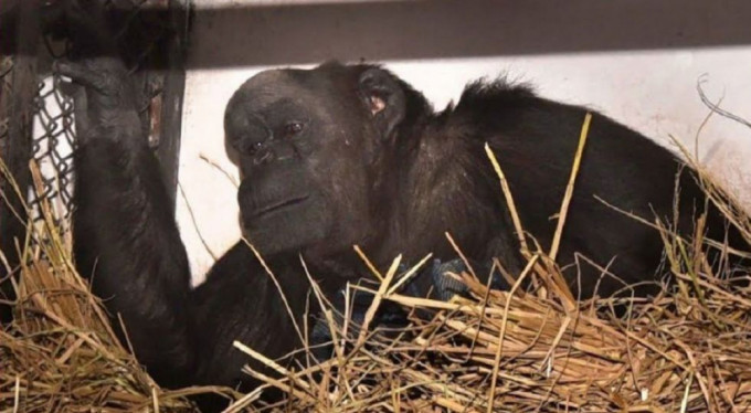 Asya’nın en yaşlı şempanzesi’ yaşam mücadelesi veriyor
