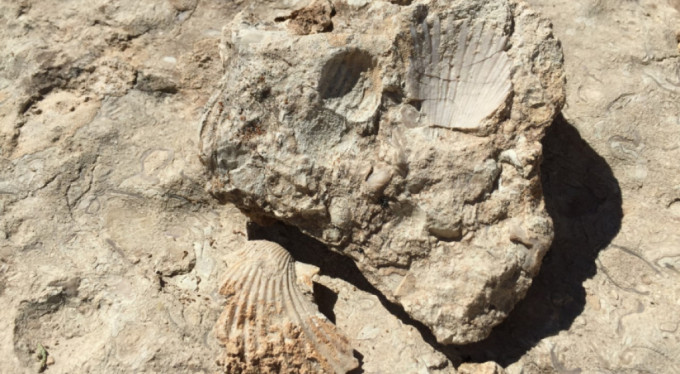 Bu fosiller 35 milyon yıllık