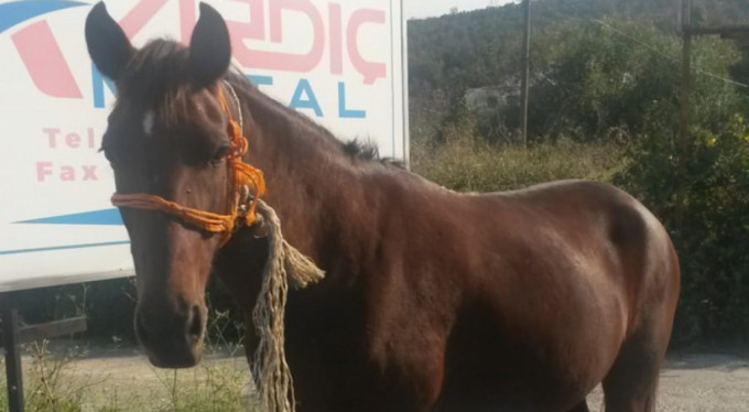 Bursa’da sahipsiz atlara koruma