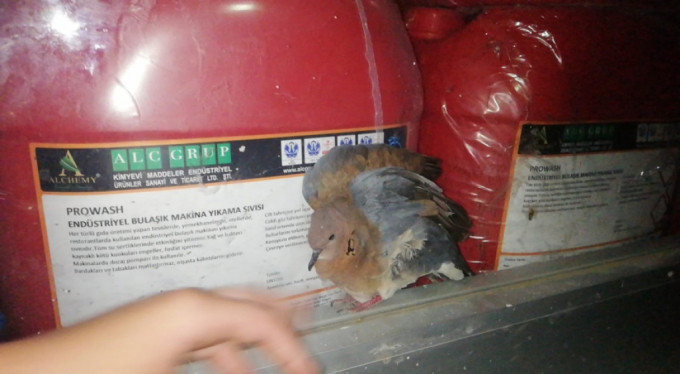 Bursa’da yavru güvercin camda mahsur kaldı