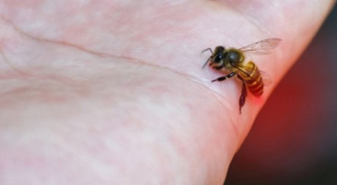 Eşek arısının soktuğu kadın hayatını kaybetti