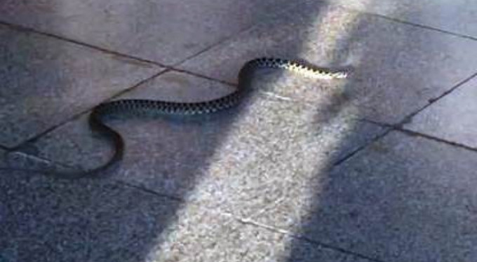 Havalimanında yılan paniği