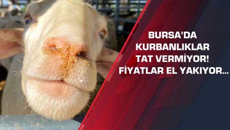 Bursa’da kurbanlıklar tat vermiyor! Fiyatlar el yakıyor…