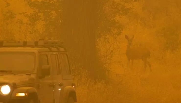 California’da yılın en büyük yangını