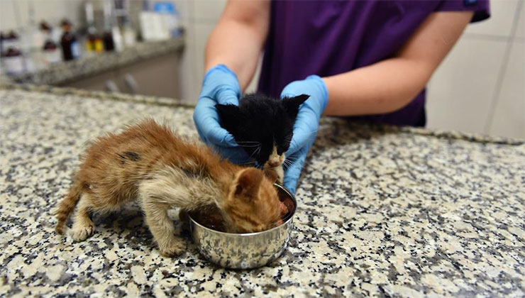 Bursa’da zifte bulanmış kediler hayata döndürüldü