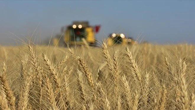 Buğday fiyatları bir haftanın en düşük seviyesinde