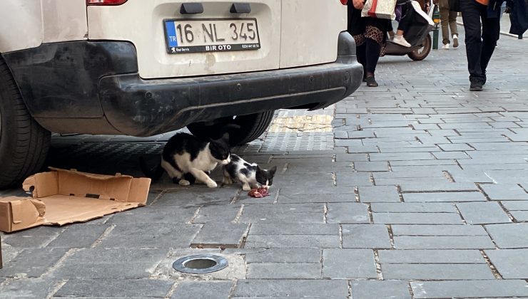 Bursa’da kedi ortalığı karıştırdı!