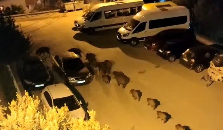 Bursa’da domuz sürüsü şehre indi