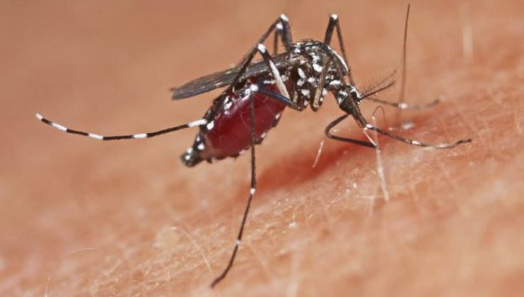 Yunanistan’da Batı Nil Virüsü vakaları artıyor