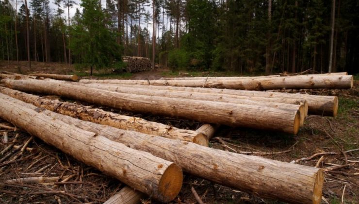 Fransa’da odun satan şirketlerin hisselerinde yüzde 700 artış