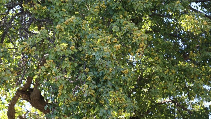  1100 yıllık armut ağacında meyve hasadı yapıldı