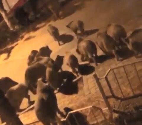 Bursa’da aç kalan domuzlar şehre indi