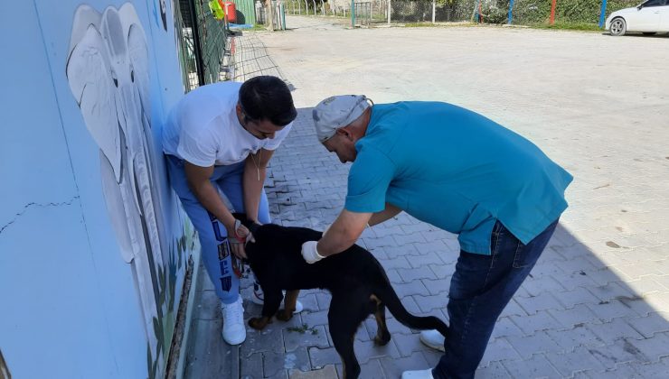 Mustafakemalpaşa Belediyesi’nden kuduz aşısı kampanyası