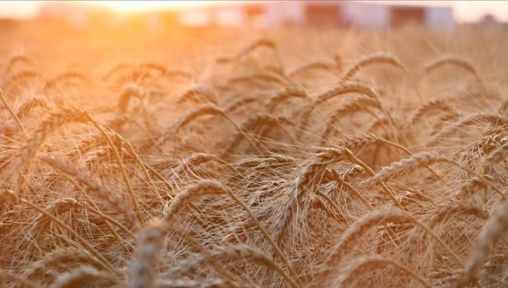 Rusya, Ukrayna’da ilhak edilen bölgelerden ilave 5 milyon ton tahıl hasadı öngörüyor!