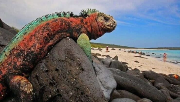 Büyüleyici bir dünya: Galapagos adaları