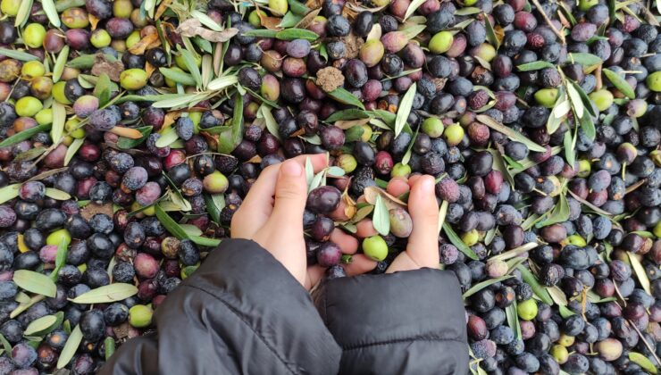 Zeytinyağına büyük talep…Üretimin yarısı ihracata gidiyor