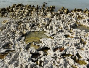 Sular çekilince Van Gölü’ndeki mikrobiyalitler ortaya çıktı