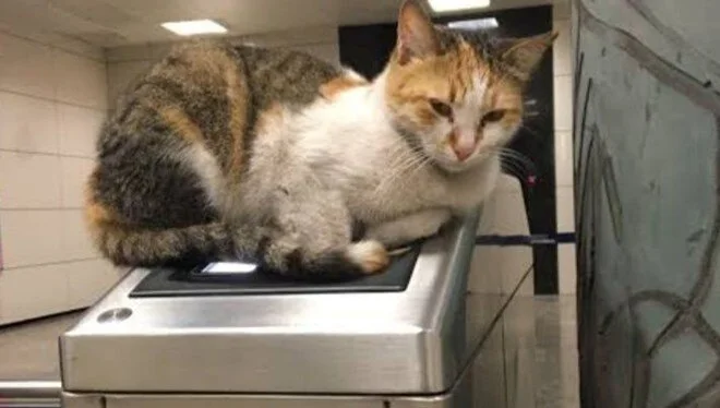 Pitbull saldırısına uğrayan metro durağının sembol kedisi ‘Patates’ öldü