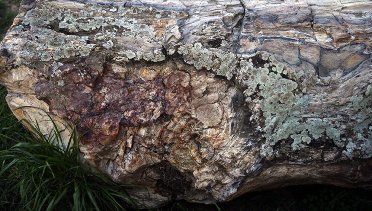 41 milyon yıllık ağaç fosilleri Zile Kalesi’nde sergileniyor