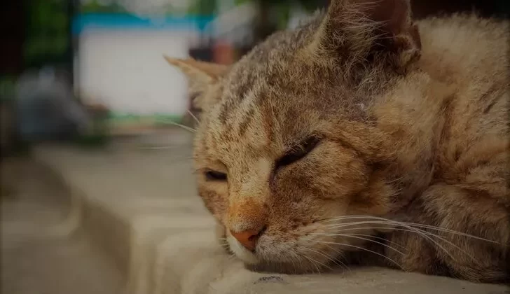 Malatya’da kedi vahşeti! Fırına atıp yakmıştı, tahliye edildi…