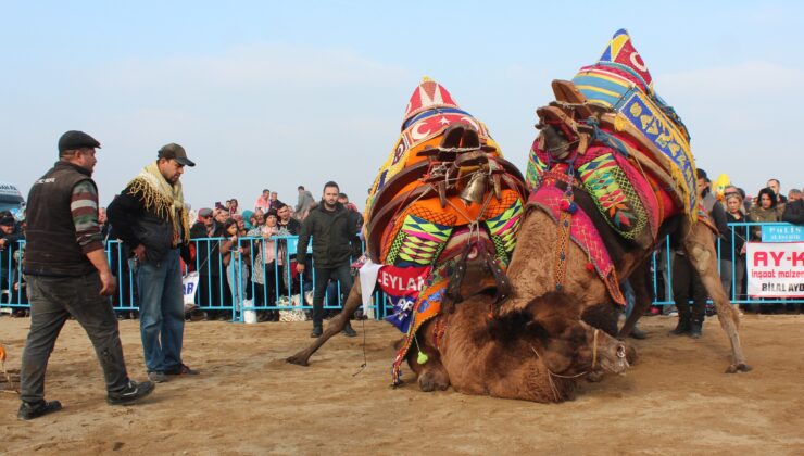 Alaşehir’de deve güreşlerine büyük ilgi