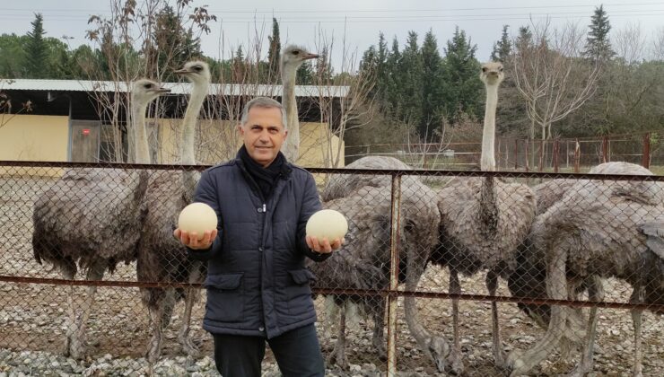 Bursa’da deve kuşları mevsimleri karıştırdı kışın yumurtlamaya başladı