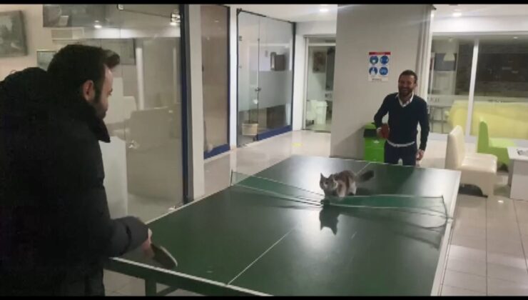 Bursa’da masa tenisi oynayan kedi gülümsetti