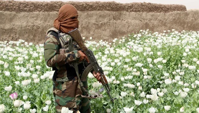 Taliban’dan Afganistan’da kenevir ekimine yasak