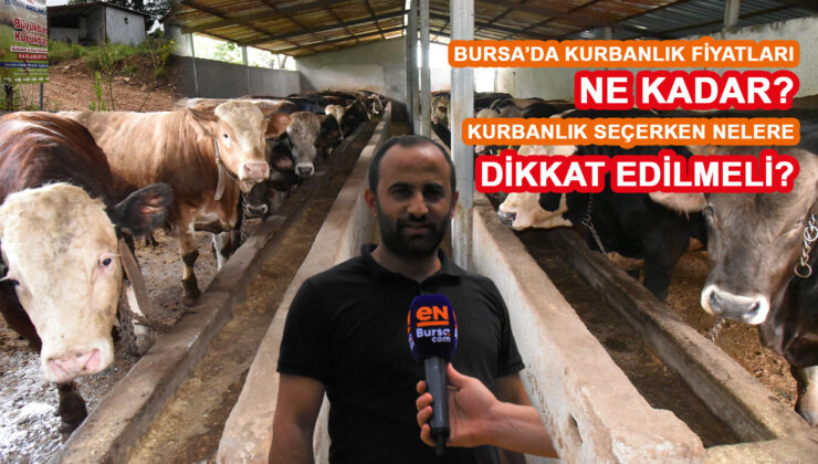 Bursa’da besici uyardı! Kurban alırken nelere dikkat edilmeli?