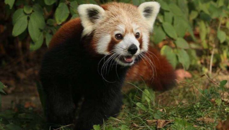 Kızıl panda yalnız kalmak için dişi pandayı terk edip kafesinden kaçtı
