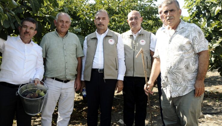 Mudanya’da kraliçe incirinin hasadı başladı