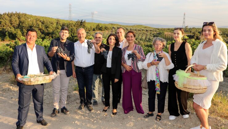 Mudanya Çağrışan’da bağbozumu zamanı