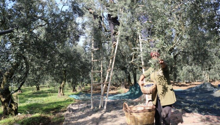 Zeytin alım fiyatları belirlendi!