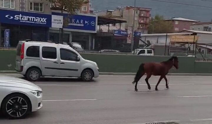 Bursa’da başıboş at tehlikesi!