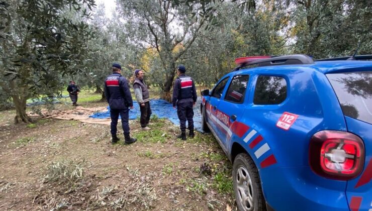 Bursa’da zeytin hırsızlarına karşı jandarma tedbir aldı