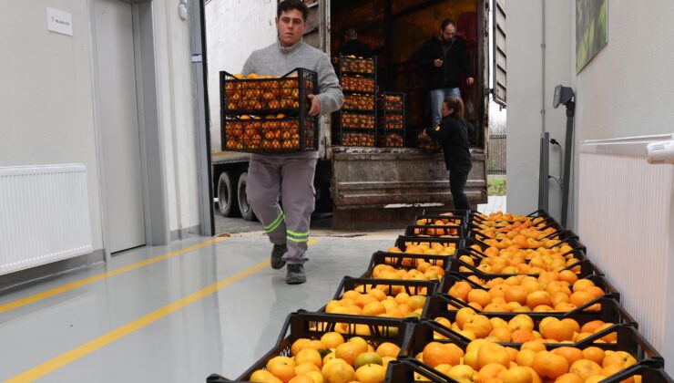 Hatay’ın mandalinasına Nilüfer desteği