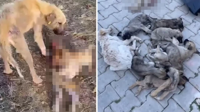 Barınakta skandal! Aç kalan köpekler birbirini parçaladı!