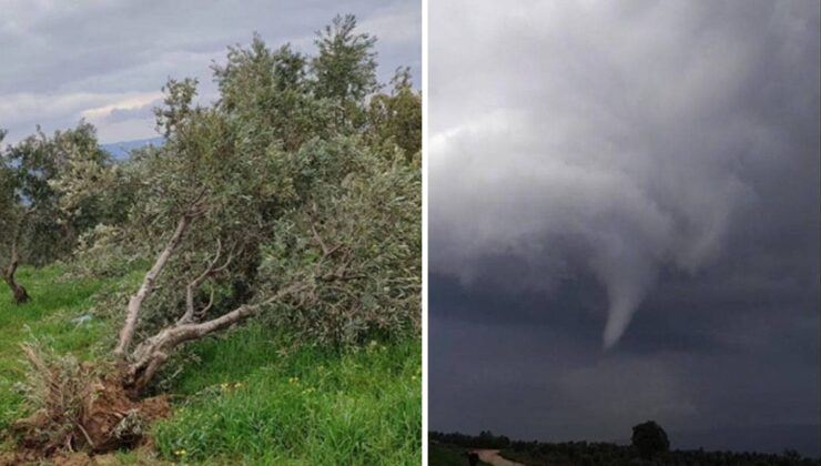 Hatay’da hortum ağaçları kökünden söktü