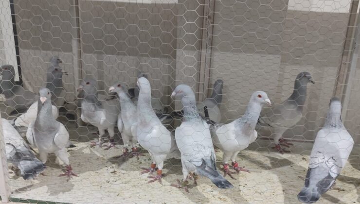 Türkiye’nin en güzel güvercinleri görücüye çıktı