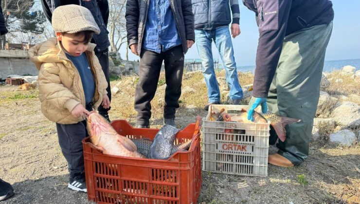 İznik Gölü’nde sazan bereketi! Kilosu ne kadar?