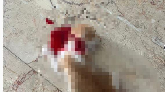 Bursa’da kahreden vicdansızlık! Anne kedi ve yavrularına yapılanlar kan dondurdu…
