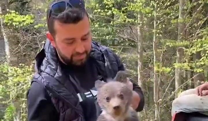 Bursa’da ormandan şehre inen yavru ayı maskot oldu