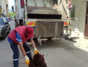 Bursa’da ayıyı parçalayıp çöpe attılar