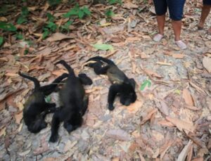 Meksika’da aşırı sıcaklar nedeniyle 147 maymun telef oldu