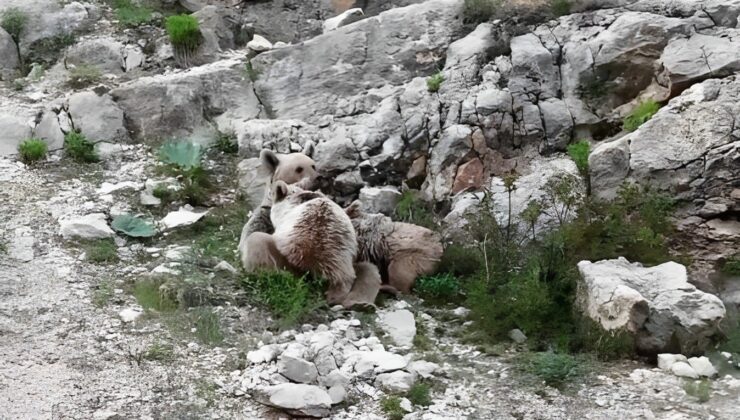 Anne ayı, yavrularını emzirirken görüntülendi